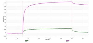 Anti-EB1/MAPRE1 Antibody, clone 1M14 ZooMAb® Rabbit Monoclonal recombinant, expressed in HEK 293 cells
