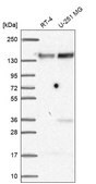 Anti-FAM120A antibody produced in rabbit Prestige Antibodies&#174; Powered by Atlas Antibodies, affinity isolated antibody, buffered aqueous glycerol solution