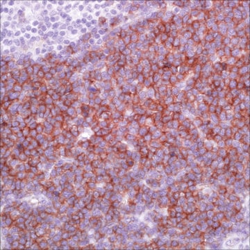 CD123 (6H6) Mouse Monoclonal Antibody
