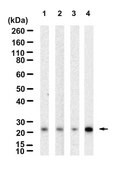 Anti-Rab9A Antibody, clone 1B16 ZooMAb&#174; Rabbit Monoclonal recombinant, expressed in HEK 293 cells
