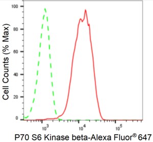 KD-Validated Anti Ribosomal Protein S6 Kinase B2 Antibody, clone 24GB1235, Rabbit Monoclonal clone 24GB1235, recombinant rabbit monoclonal, expressed in HEK293 cells