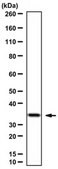 Anti-Cdk1/cdc2 Antibody C-term from rabbit, purified by affinity chromatography