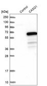 Anti-CASQ1 antibody produced in rabbit Prestige Antibodies&#174; Powered by Atlas Antibodies, affinity isolated antibody, buffered aqueous glycerol solution
