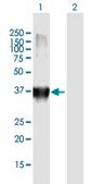 Anti-MFI2 antibody produced in mouse purified immunoglobulin, buffered aqueous solution