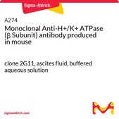 Monoclonal Anti-H+/K+ ATPase (β Subunit) antibody produced in mouse clone 2G11, ascites fluid, buffered aqueous solution