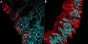 Anti-SLC14A1 antibody produced in rabbit affinity isolated antibody