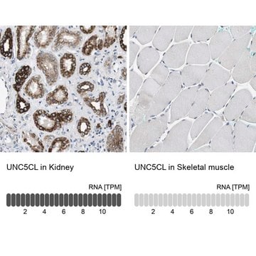 Anti-UNC5CL antibody produced in rabbit Prestige Antibodies&#174; Powered by Atlas Antibodies, affinity isolated antibody, buffered aqueous glycerol solution