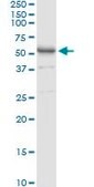 Anti-AMY1C antibody produced in rabbit purified immunoglobulin, buffered aqueous solution