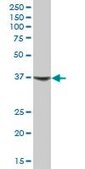 Anti-NR1H3 antibody produced in mouse purified immunoglobulin, buffered aqueous solution