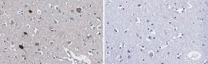 Anti-Prion Protein Antibody, clone 3D17 ZooMAb® Rabbit Monoclonal recombinant, expressed in HEK 293 cells