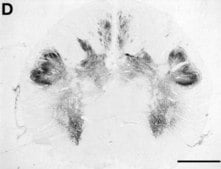 Anti-Glycine Receptor Antibody Chemicon®, from rabbit