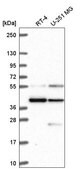 Anti-MORF4L1 antibody produced in rabbit Prestige Antibodies&#174; Powered by Atlas Antibodies, affinity isolated antibody