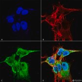 Monoclonal Anti-Protocadherin Gamma (Pan) - Atto 594 antibody produced in mouse clone S159-5, purified immunoglobulin