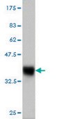 Monoclonal Anti-C13orf1 antibody produced in mouse clone 2G4, purified immunoglobulin, buffered aqueous solution