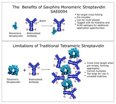 SAvPhire&#8482; Monomeric Streptavidin recombinant, expressed in E. coli, High Affinity