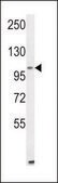ANTI-ALDH1L2 (C-TERM) antibody produced in rabbit IgG fraction of antiserum, buffered aqueous solution