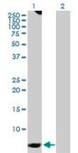 Anti-GNG7 antibody produced in rabbit purified immunoglobulin, buffered aqueous solution