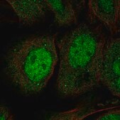 Anti-JPH3 antibody produced in rabbit Prestige Antibodies® Powered by Atlas Antibodies, affinity isolated antibody