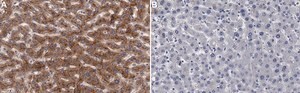 Anti-APOL1 Antibody, clone 1L15 ZooMAb&#174; Rabbit Monoclonal recombinant, expressed in HEK 293 cells