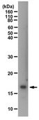 Anti-phospho Histone H3.1/H3.2 Antibody (Ser87) from rabbit, purified by affinity chromatography