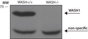 Anti-WASH1 antibody, Mouse monoclonal clone WASH1-27, purified from hybridoma cell culture
