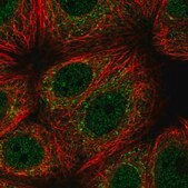 Anti-C20ORF27 antibody produced in rabbit Prestige Antibodies&#174; Powered by Atlas Antibodies, affinity isolated antibody, buffered aqueous glycerol solution