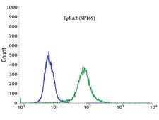 Anti-EPHA2 antibody, Rabbit monoclonal clone SP169, recombinant, expressed in proprietary host, affinity isolated antibody