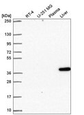 Anti-SPON2 antibody produced in rabbit Prestige Antibodies&#174; Powered by Atlas Antibodies, affinity isolated antibody