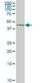 Monoclonal Anti-ZNF24 antibody produced in mouse clone 2G5, purified immunoglobulin, buffered aqueous solution