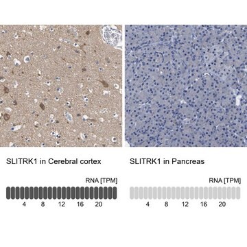 Anti-SLITRK1 antibody produced in rabbit Prestige Antibodies&#174; Powered by Atlas Antibodies, affinity isolated antibody, buffered aqueous glycerol solution