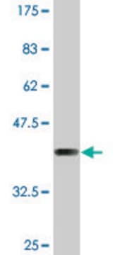 Monoclonal Anti-SULT1C2 antibody produced in mouse clone 4D9, purified immunoglobulin, buffered aqueous solution