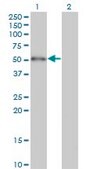 Monoclonal Anti-ZBTB25, (C-terminal) antibody produced in mouse clone 2B8, purified immunoglobulin, buffered aqueous solution