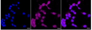 Anti-phospho-c-Myc (Thr58) Antibody, clone 24GB230, Rabbit Monoclonal clone 24GB230, recombinant rabbit monoclonal, expressed in HEK293 cells
