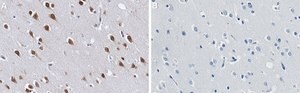 Anti-NOVA2 Antibody, clone 2J16 ZooMAb&#174; Rabbit Monoclonal recombinant, expressed in HEK 293 cells