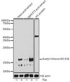 Anti-Acetyl-Histone H3-K36 antibody produced in rabbit