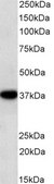 Anti-GAPDH, C-Terminal antibody produced in goat affinity isolated antibody, buffered aqueous solution