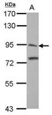 Anti-ITIH3 antibody produced in rabbit affinity isolated antibody, buffered aqueous solution