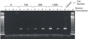 GenElute™ 哺乳动物总RNA小量制备试剂盒 sufficient for 70 purifications