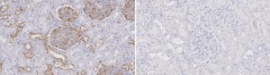 Anti-Calpain 2 Antibody, clone 3H4 ZooMAb® Rabbit Monoclonal recombinant, expressed in HEK 293 cells