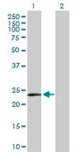 Anti-MSRA antibody produced in rabbit purified immunoglobulin, buffered aqueous solution