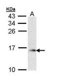 Anti-GMFB antibody produced in rabbit affinity isolated antibody, buffered aqueous solution