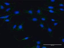 Monoclonal Anti-MSN antibody produced in mouse clone 4B8, purified immunoglobulin, buffered aqueous solution