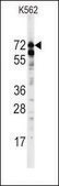 Anti-MEKK3 (center) antibody produced in rabbit Ig fraction of antiserum, buffered aqueous solution