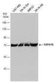 Anti-HSP70 1B antibody produced in rabbit affinity isolated antibody
