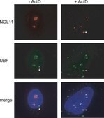 Anti-NOL11 antibody produced in rabbit Prestige Antibodies&#174; Powered by Atlas Antibodies, affinity isolated antibody, buffered aqueous glycerol solution