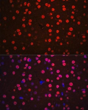 Anti-Phospho-p38 MAPK-T180/Y182 antibody produced in rabbit