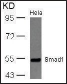 Anti-SMAD1 (Ab-465) antibody produced in rabbit affinity isolated antibody