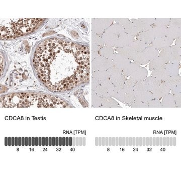 Anti-CDCA8 antibody produced in rabbit Prestige Antibodies&#174; Powered by Atlas Antibodies, affinity isolated antibody, buffered aqueous glycerol solution