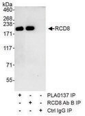 Rabbit anti-RCD8 Antibody, Affinity Purified Powered by Bethyl Laboratories, Inc.