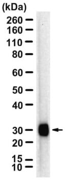 Anti-PSBA Antibody, clone 1J22 ZooMAb® Rabbit Monoclonal recombinant, expressed in HEK 293 cells